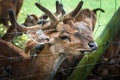 Deer in Pamplemousses Botanical Garden, Port Louis, Mauritius