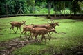 Deer in Pamplemousses Botanical Garden, Port Louis, Mauritius