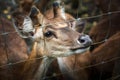 Deer in Pamplemousses Botanical Garden, Port Louis, Mauritius