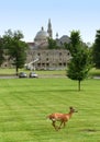Deer in the park the Catholic University of America and Basilica Royalty Free Stock Photo