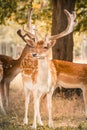 Deer in the park