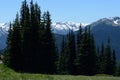 Deer Park Olympic Mountain View with pines