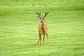 Deer in park one of American city