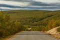 Deer passing from the middle of the road in Lapland / Finland