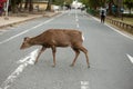 Deer passing the street surrounded by people