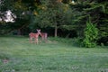 A Deer in a Patch of Grass in a Suburban Backyard Royalty Free Stock Photo