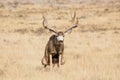 Deer Peeing at Rocky Mountain Arsenal Royalty Free Stock Photo