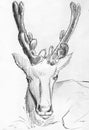 Deer pencil sketch Royalty Free Stock Photo