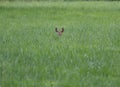 Deer Royalty Free Stock Photo