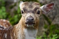 Deer Portrait Royalty Free Stock Photo