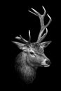 Deer Portrait Royalty Free Stock Photo
