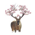 Deer portrait with flowering branches watercolor