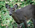 Deer Portrait in the Forest