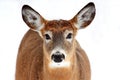 Deer portrait isolated