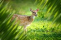 Deer portrait in jungle