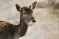 Deer portrait wild animal fallow fawn, dama dama. Wildlife nature