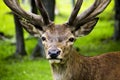 Deer Portrait Royalty Free Stock Photo