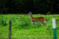 Deer Posed