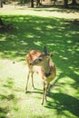 Deer Posing in Nara