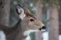 Deer Profile Portrait Royalty Free Stock Photo