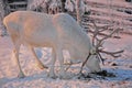 Deer pulling sled in Finnish Lapland