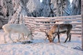 Deer pulling sled in Finnish Lapland