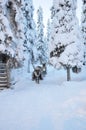 Deer pulling sled in Finnish Lapland