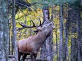 Deer in Quebec. Canada, north America. Royalty Free Stock Photo