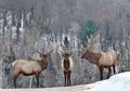 Deer in Quebec. Canada, north America. Royalty Free Stock Photo