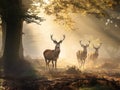 Deer raiding Royalty Free Stock Photo