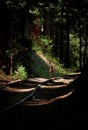 Deer on rails in the redwood forest Royalty Free Stock Photo