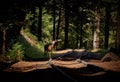 Deer on rails in the redwood forest Royalty Free Stock Photo