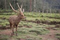 Charismatic deer Royalty Free Stock Photo