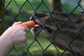 Deer reaches for the carrot through a metal net