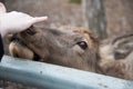 A deer reaches out to a visitor at the zoo. The animal wants affection and communication.