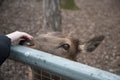 A deer reaches out to a visitor at the zoo. The animal wants affection and communication Royalty Free Stock Photo