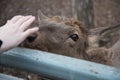 A deer reaches out to a visitor at the zoo. The animal wants affection and communication