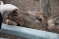 A deer reaches out to a visitor at the zoo. The animal wants affection and communication Royalty Free Stock Photo