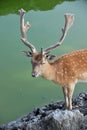 DEER Royalty Free Stock Photo