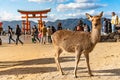 Deer relax in sunshine in the Miyajima. Hiroshima city