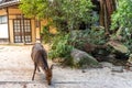 Deer relax in sunshine in the Miyajima. Hiroshima city