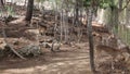 Deer in the reserve are on the stone slope