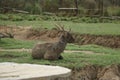 Deer at Rest: A Peaceful Pause