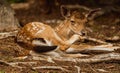 Deer resting in a clearing Royalty Free Stock Photo