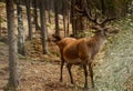 Deer resting in a clearing Royalty Free Stock Photo