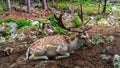 Deer resting in a clearing Royalty Free Stock Photo