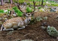 Deer resting in a clearing Royalty Free Stock Photo