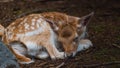 Deer resting in a clearing Royalty Free Stock Photo