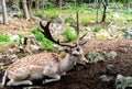 Deer resting in a clearing Royalty Free Stock Photo