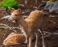 Deer resting in a clearing Royalty Free Stock Photo